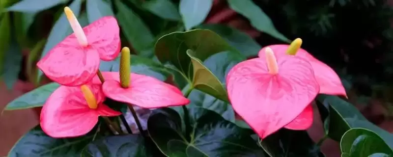 如何看出红掌需要浇水了？养护红掌判断浇水时机要注意哪些迹象？-会东网