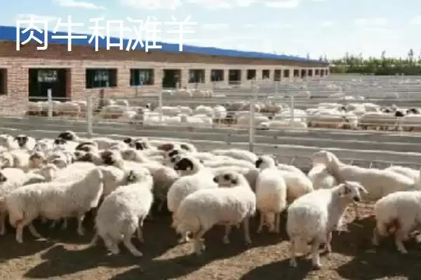 图片[5]-宁夏九大重点特色产业探秘：中国枸杞之乡的辉煌之路-会东网