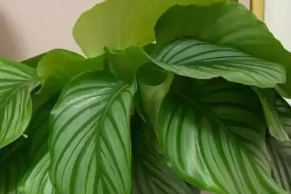 苹果竹芋如何养殖，生长的过程中对水分的需求较大插图3