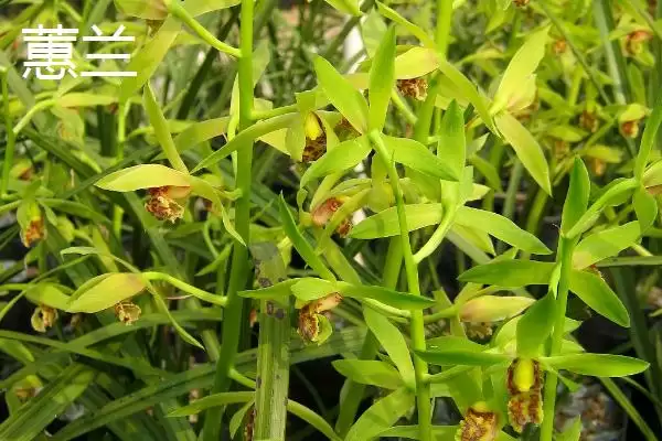 图片[10]-兰花的花语和象征意义 ,兰花有哪些花语及象征内涵？-会东网