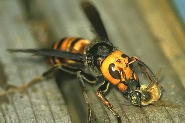 金环胡蜂蜂王和工蜂的区别,体型和毒针长短均不同插图3 金环胡蜂蜂王和工蜂的区别,体型和毒针长短均不同插图3