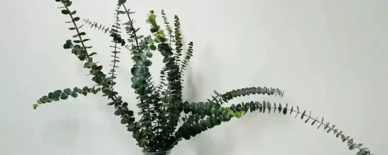 了解尤加利放卧室注意事项的方法和重点？了解尤加利放卧室注意事项要做好哪些细节？-会东网