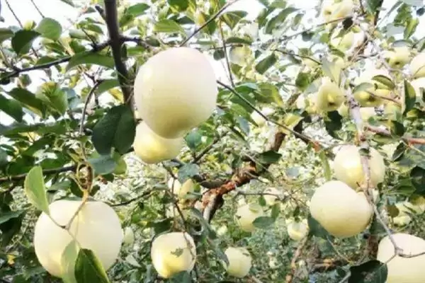 苹果盛果期怎么施肥,以钾肥为主,磷肥为辅插图3 苹果盛果期怎么施肥,以钾肥为主,磷肥为辅插图3