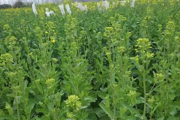 油菜高产栽培技术,长江流域的播期最迟不超过10月中旬插图2 油菜高产栽培技术,长江流域的播期最迟不超过10月中旬插图2