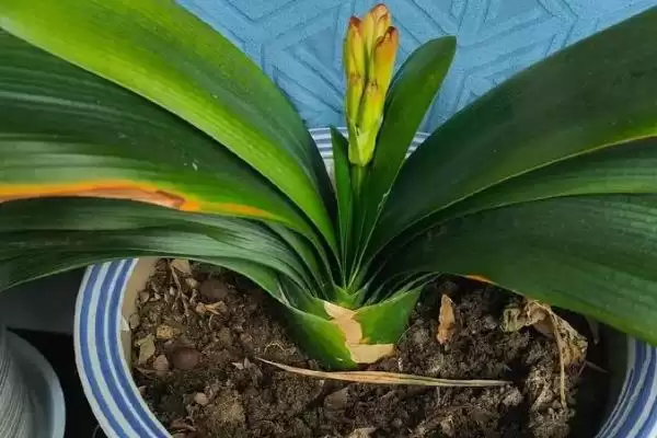 君子兰开花的叶片数量 ,君子兰长出多少片叶子可能开花呢?插图4 君子兰开花的叶片数量 ,君子兰长出多少片叶子可能开花呢?插图4