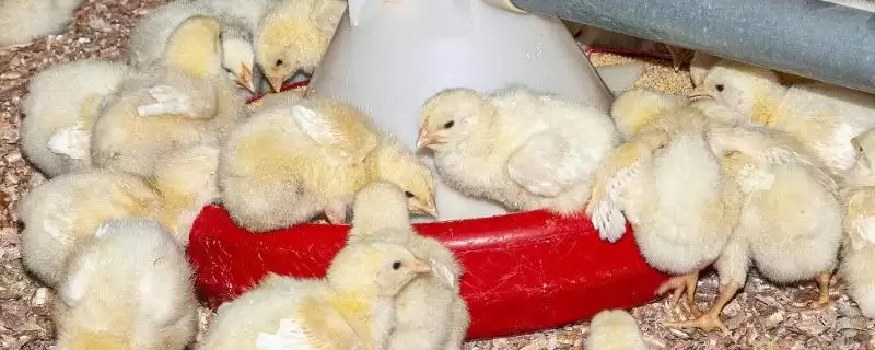 解决小鸡消化不良问题的方法和重点？养鸡要做好哪些饮食健康维护？-会东网