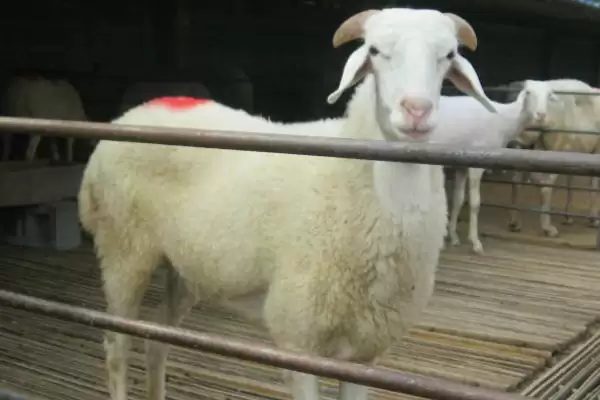 图片[2]-肉用型家畜的特点，生长速度快且单位体重产品率高-会东网
