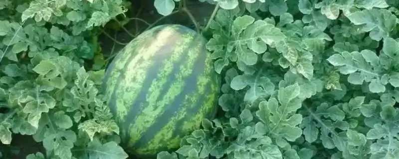 分析西瓜不易坐瓜原因的方法和重点？探究西瓜不易坐瓜要做好哪些细节？-会东网