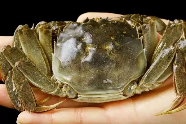 螃蟹六月黄的含义解读:第三次脱壳雄蟹的独特魅力插图5 螃蟹六月黄的含义解读:第三次脱壳雄蟹的独特魅力插图5