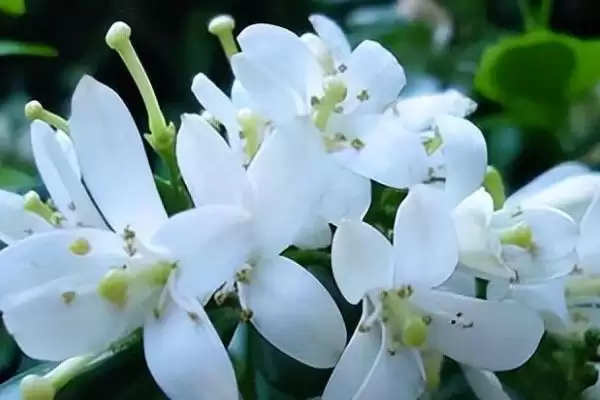 图片[4]-九里香的养护方法 ,养护九里香每天需要保证多少光照？-会东网