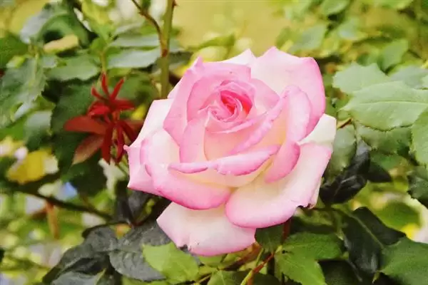 玫瑰花出现很多小虫子怎么处理 ,玫瑰花有虫喷洗洁精溶液可除虫插图4