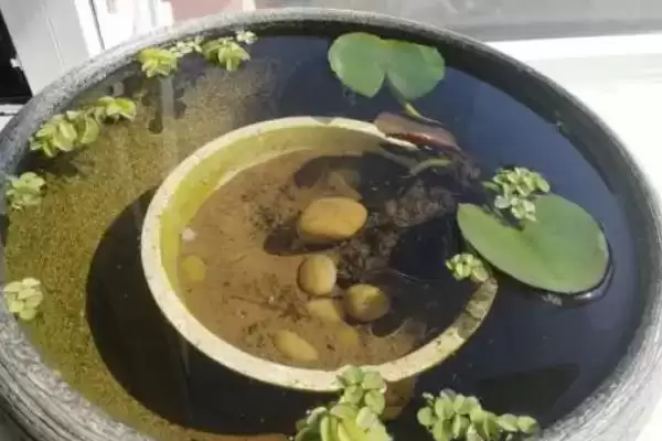 图片[6]-小睡莲无土水培的方法和要点？无土水培小睡莲需掌握哪些关键技巧？-会东网