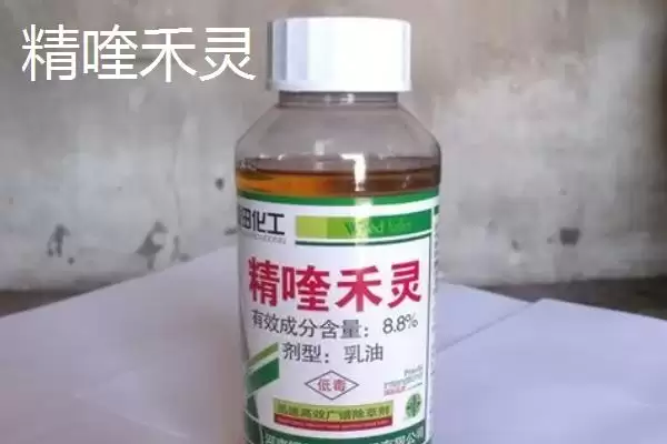 图片[2]-精喹禾灵和吡氟甲禾灵的区别 ,二者有哪些不同的效果呢-会东网