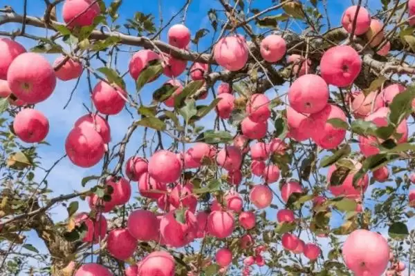 提高苹果坐果率的方法,施足底肥可增加树体的营养积累、促进坐果插图3 提高苹果坐果率的方法,施足底肥可增加树体的营养积累、促进坐果插图3