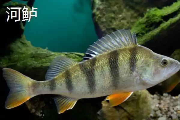 图片[7]-鲈鱼和加州鲈鱼有什么区别 ,鲈鱼与加州鲈鱼的区别在哪-会东网