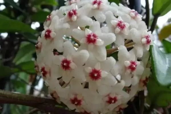 球兰养殖技巧与注意事项：“见干见湿”浇水原则要点插图3