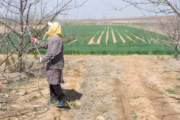 春季苹果园如何正确清园，包含物理清园和化学清园插图1