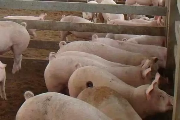 预防猪高热病的方法和重点？养猪要做好哪些日常预防细节？插图1