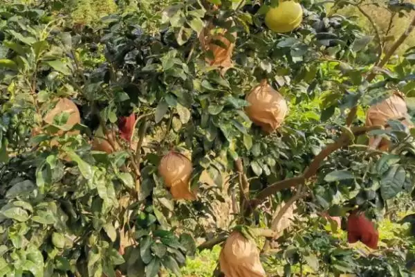 蜜柚为什么会出现药害及怎么补救 ,蜜柚药害因药质差、浓度高等可补救插图2 蜜柚为什么会出现药害及怎么补救 ,蜜柚药害因药质差、浓度高等可补救插图2