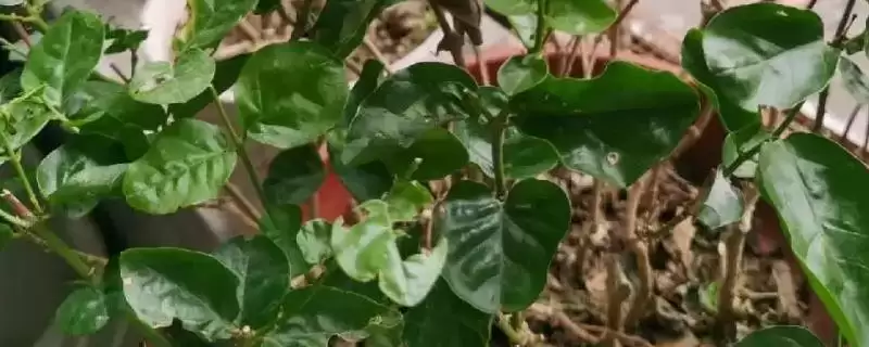 茉莉叶螟的防治方法,可实行人工捕杀或药剂防治-会东网