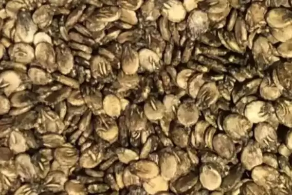 了解无籽西瓜种子价格的方法和重点?掌握无籽西瓜种子价格要做好哪些细节?插图1 了解无籽西瓜种子价格的方法和重点?掌握无籽西瓜种子价格要做好哪些细节?插图1