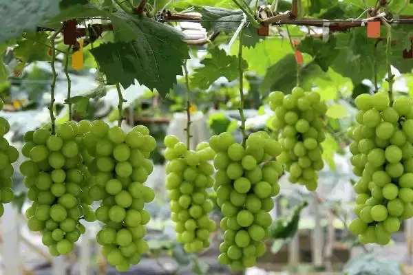 葡萄的藤本奥秘：缠绕藤本植物的独特魅力插图3