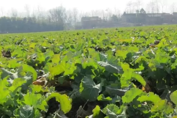 油菜杂交制种方法,首先要保证亲本种子的纯度插图3 油菜杂交制种方法,首先要保证亲本种子的纯度插图3