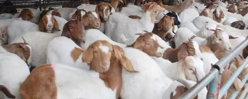 肉羊的常见疾病及防治方法？养殖肉羊要防控哪些常见疾病及方法？-会东网