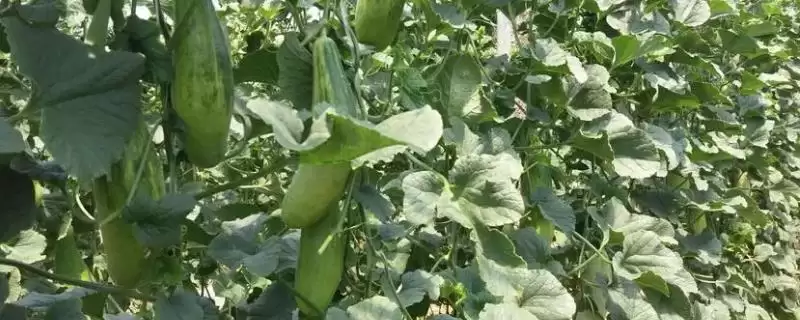 羊角蜜甜瓜种植方法的方法和重点？种羊角蜜甜瓜要做好哪些细节？-会东网