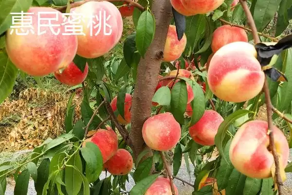 了解山东惠民县特产的方法和重点？探寻惠民县特产要做好哪些细节？插图2