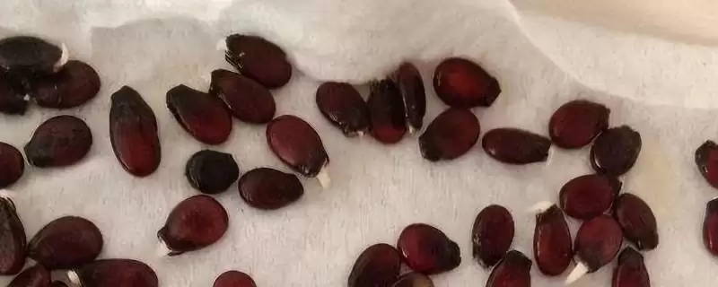 西瓜种子催芽方法的方法和重点?西瓜种子催芽要做好哪些细节?-会东网