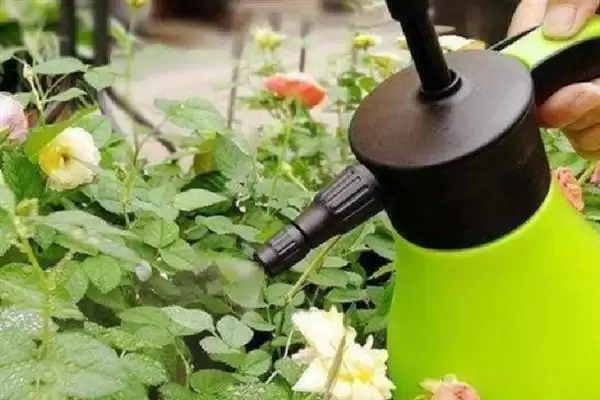 玫瑰花出现很多小虫子怎么处理 ,玫瑰花有虫喷洗洁精溶液可除虫插图3