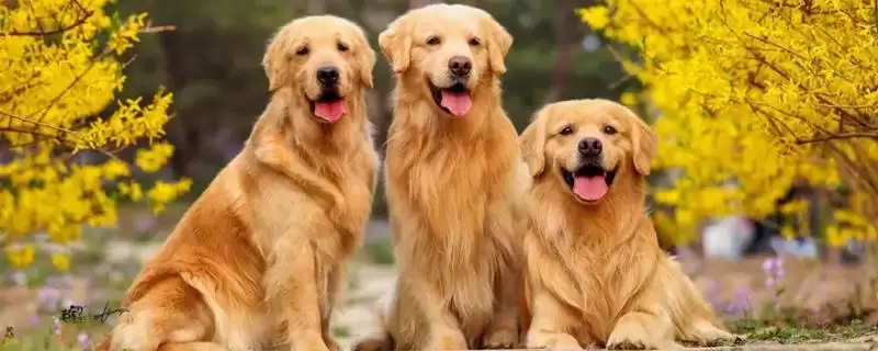 金毛犬开始爆毛的时间 ,金毛一般几个月开始爆毛呢-会东网