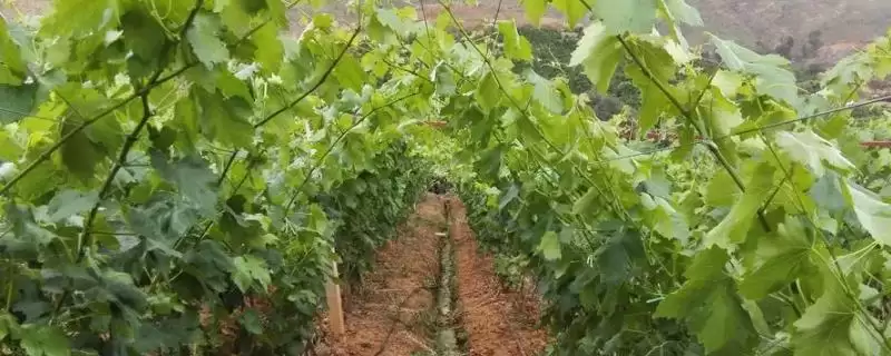 葡萄苗枝蔓管理技巧：新梢50厘米左右摘心的要点-会东网