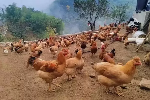 计算散养土鸡成本的方法和重点?养鸡要做好哪些成本核算?插图3 计算散养土鸡成本的方法和重点?养鸡要做好哪些成本核算?插图3