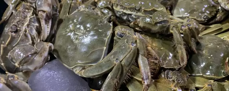 螃蟹六月黄的含义解读:第三次脱壳雄蟹的独特魅力插图 螃蟹六月黄的含义解读:第三次脱壳雄蟹的独特魅力插图