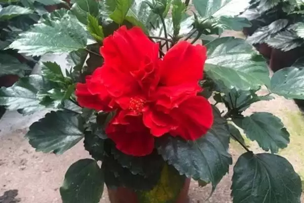 木菊花叶子发黄是什么原因呢,木菊花叶子发黄可能因浇水多或土壤板结插图4