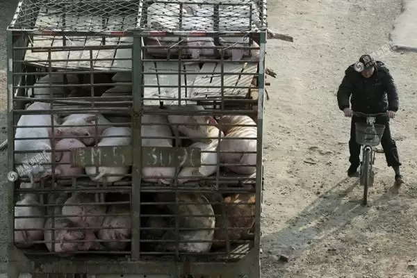 生猪长途运输的方法和重点？养猪要做好哪些运输注意细节？插图4