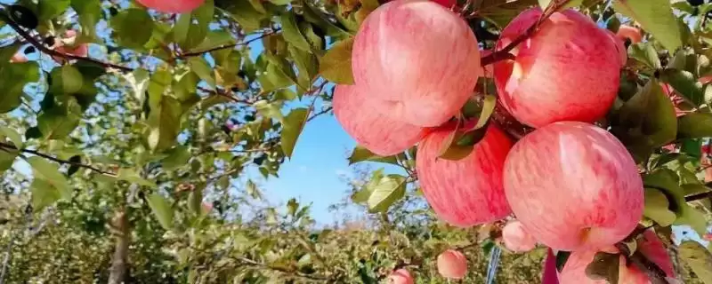 栖霞苹果的价格与产地，价格与规格有关-会东网