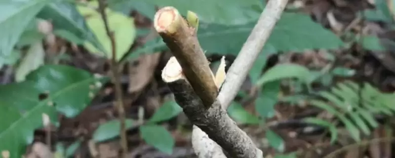 枇杷嫁接时间与技巧:春季2-4月和秋季9-11月的要点-会东网