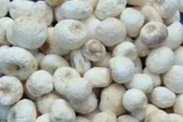 母猪半夏是什么样的植物呢,母猪半夏是多年生宿根草本植物插图1 母猪半夏是什么样的植物呢,母猪半夏是多年生宿根草本植物插图1