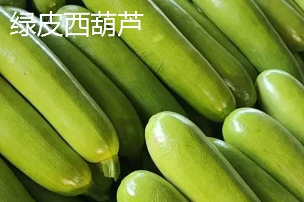 了解西葫芦品种的方法和重点？认识西葫芦品种要做好哪些细节？插图3