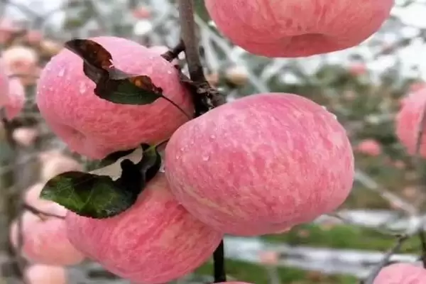 烟富苹果树苗有什么品种,以下4种比较常见插图5 烟富苹果树苗有什么品种,以下4种比较常见插图5