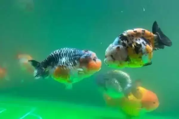 兰寿鱼对氧气的要求 ,兰寿鱼在怎样的水质易死亡?插图2 兰寿鱼对氧气的要求 ,兰寿鱼在怎样的水质易死亡?插图2