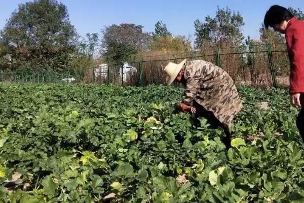 图片[4]-萝卜施肥有什么技巧 ,萝卜有机肥如何施作基肥-会东网