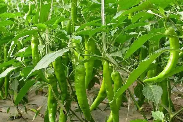 辣椒落花落叶的处理方法 ,辣椒落花落叶为何选抗逆品种?插图2 辣椒落花落叶的处理方法 ,辣椒落花落叶为何选抗逆品种?插图2