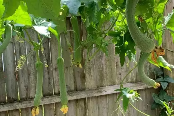 种植丝瓜的方法和重点？种丝瓜要做好哪些细节？(2)插图2