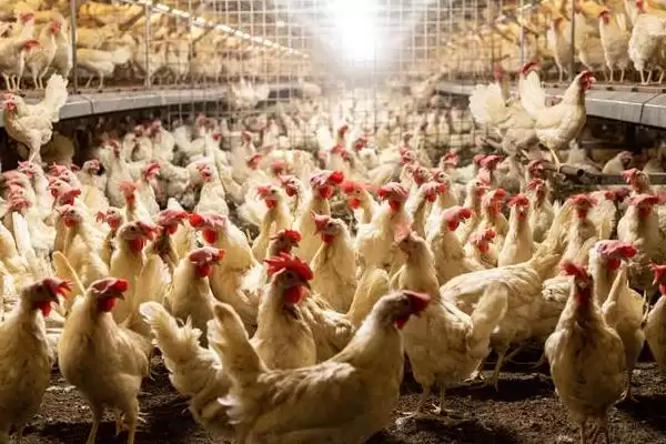 提高养鸡经济效益的方法和重点?养鸡要做好哪些效益提升策略?插图2 提高养鸡经济效益的方法和重点?养鸡要做好哪些效益提升策略?插图2