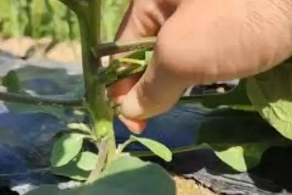图片[5]-种茄子实现高产的方法和重点？种茄子实现高产要做好哪些细节？-会东网
