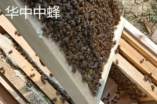 图片[3]-中蜂的品种，群势大小不一-会东网